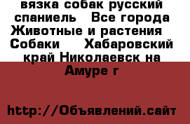 вязка собак русский спаниель - Все города Животные и растения » Собаки   . Хабаровский край,Николаевск-на-Амуре г.